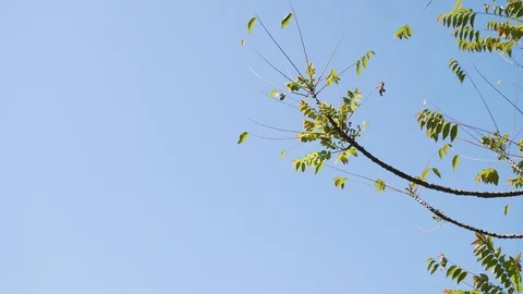 Windy star gooseberry tree branch Stock Footage 121104820
