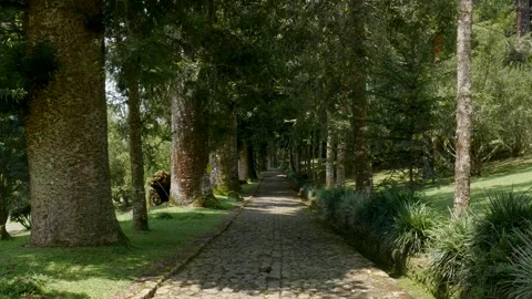 Windy Stone Path Under Tall Trees in Botanical Garden Video stock 341794311