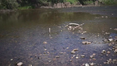 Windy Stream Video stock 141089985