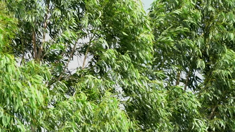 Windy strong on tree move on sky background Stock Footage 217426597
