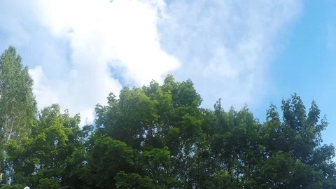 Windy summer day in park timelapse Stock Footage 77283605