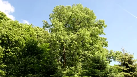 Windy summer day trees shaking Stock Footage 201660387