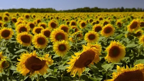 Windy sunflower field in the evening Stock Footage 79962001