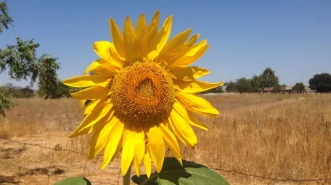 Windy sunflower Stock Footage 41436494