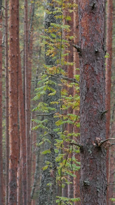 A windy, sunny day in an autumn pine forest. Stock Footage 346455062