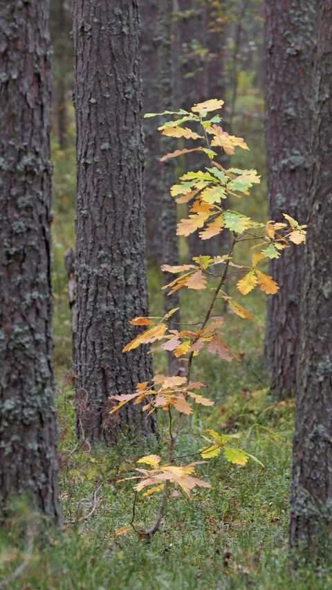 A windy, sunny day in an autumn pine forest. Stock Footage 346455168