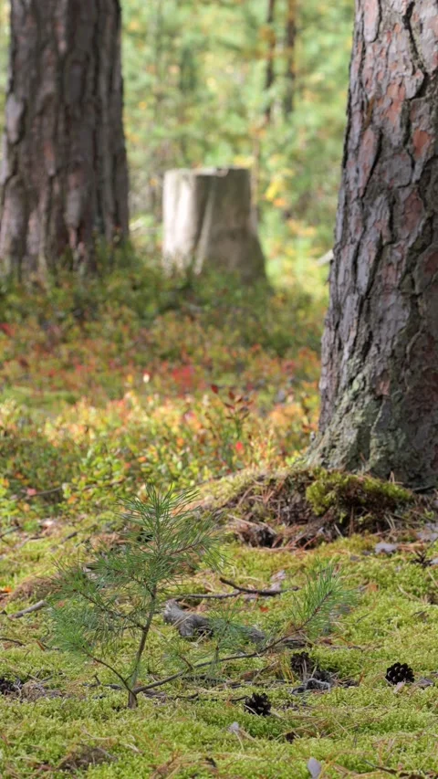 A windy, sunny day in an autumn pine forest. Stock Footage 346455174