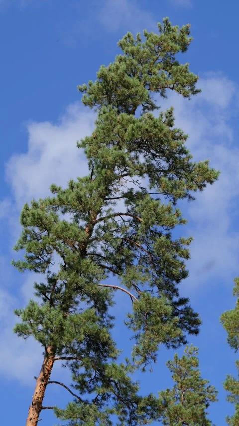 A windy, sunny day in an autumn pine forest. Stock Footage 346455296