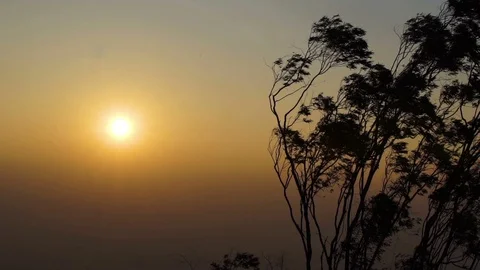 Windy Sunrise - Trees Blowing In The Wind 動画素材 90839976