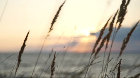 Windy Sunset Vídeo Stock 95837730