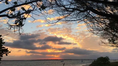 Windy Sunset Through Trees Video stock 75435181