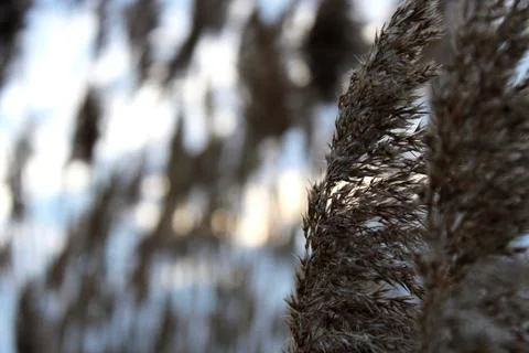 Windy Tall Grass Stock Photos