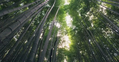 Windy Tranquil Bamboo Grove Looking Upwards in Arashiyama Stock Footage 73191911