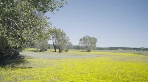 Windy tree and beautiful meadow - SLog3 Available Stock Footage 62691672