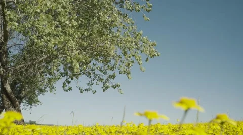 Windy tree and flowers Stock Footage 63348267