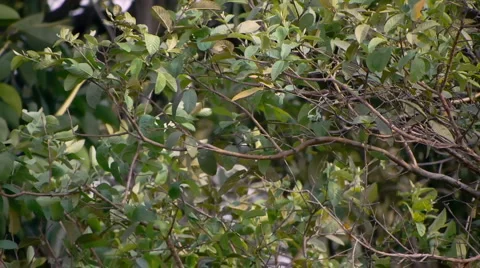 Windy Tree With Audio Stock Footage 1866916