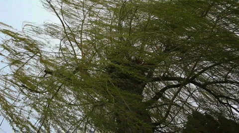 Windy Tree Blowing Video stock 707247