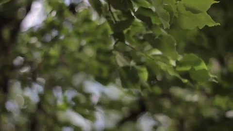 Windy Tree Branch Stock Footage 74074500