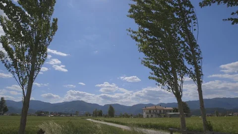 Windy tree field on a beautiful sunny day Stock Footage 88327209
