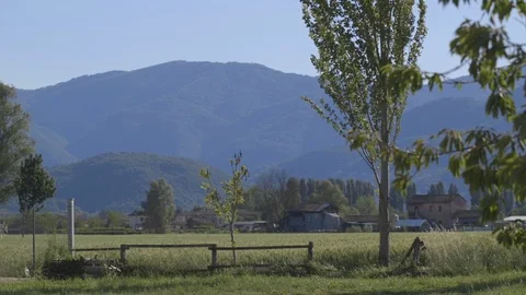 Windy tree field Stock Footage 88327168