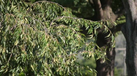 Windy tree Видео 842281