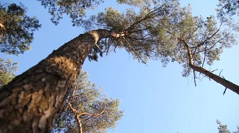 Windy tree Stock Footage 4160541