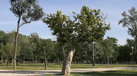 Windy tree Video stock 6962122