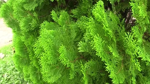 Windy Tree Stock Footage 142971081
