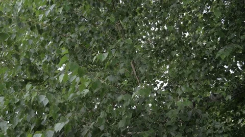 Windy tree leaves, 50fps, HQ Stock Footage 112747826