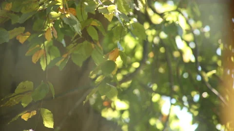 WINDY TREE LENS FLARES Stock Footage 181139571