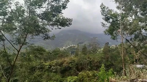 Windy tree mountain  Stock Footage 341828002