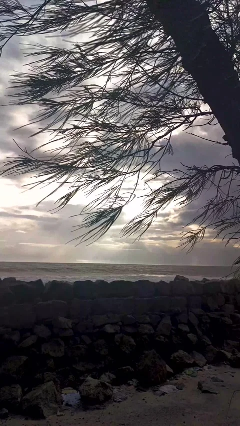 Windy Tree by the Ocean at Dusk Stock Footage 313149982