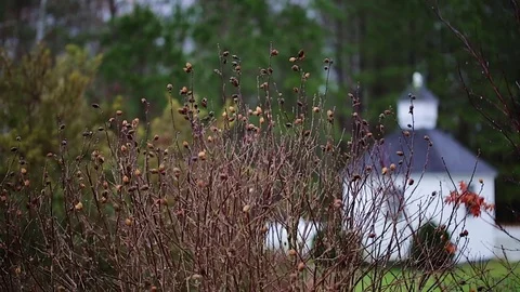 Windy Tree scene with depth of tall trees in background Video stock 84801892