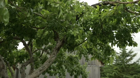 Windy tree slow motion Stock Footage 246339921