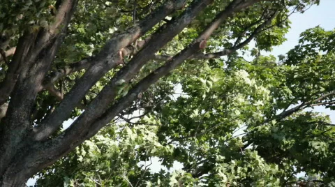 Windy tree2 Stock Footage 842184