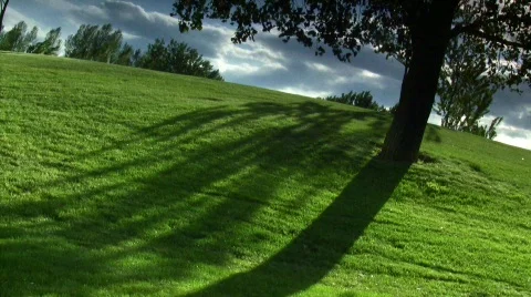 Windy Trees 04 - HD Stock Footage 134349