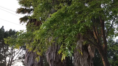 Windy Trees 1 Stockbeeldmateriaal 102385789