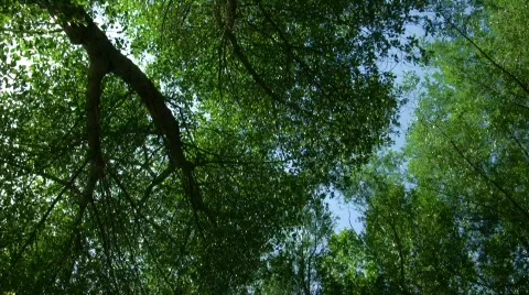 Windy Trees 14 - HD Video stock 134387