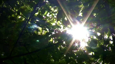 Windy Trees 16 - HD Stock Footage 134389