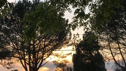 Windy Trees 2 Stockbeeldmateriaal 102385787