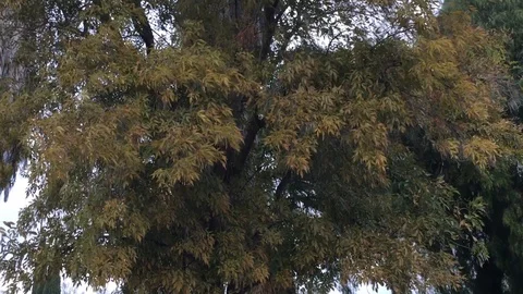 Windy Trees 3 Stockbeeldmateriaal 102373986