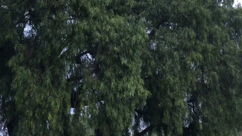 Windy Trees 4 Stockbeeldmateriaal 102374000