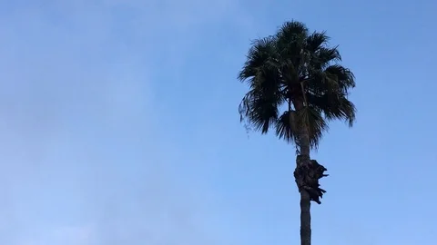 Windy Trees 5 Stockbeeldmateriaal 102374012