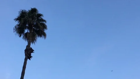 Windy Trees 6 Stockbeeldmateriaal 102374003