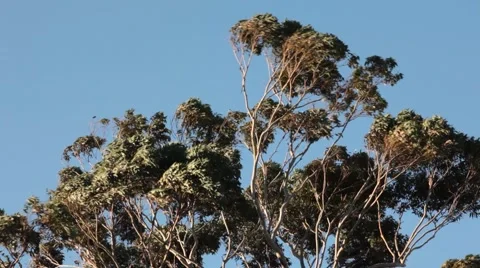 Windy Trees Australia Stock Footage 51533919