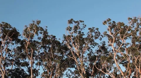 Windy Trees Australia Stock Footage 51534234