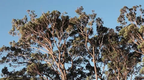 Windy Trees Australia Stock-Footage 51535645