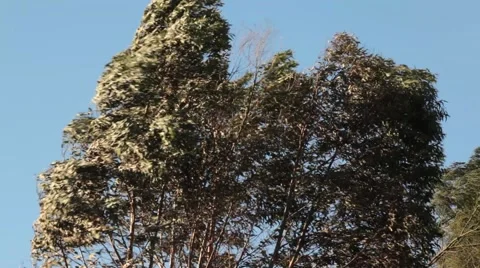 Windy Trees Australia Stock-Footage 51536077