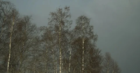 Windy Trees On a Beautiful Winter Day 库存影片 86625976