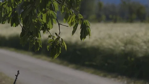 Windy tree's branch close up Stock Footage 88327182